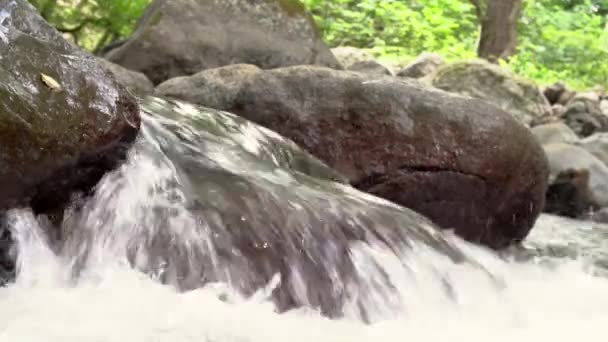 Mystérieux ruisseau montagneux rapide. Paysage magique rivière au milieu de la forêt. Boucle vidéo continue . — Video