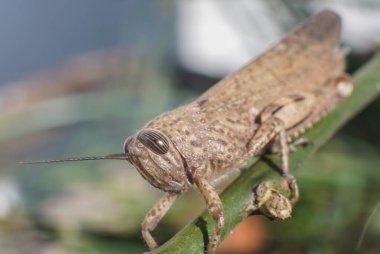 Meadow Grasshopper ya da Chorthippus paraleli.