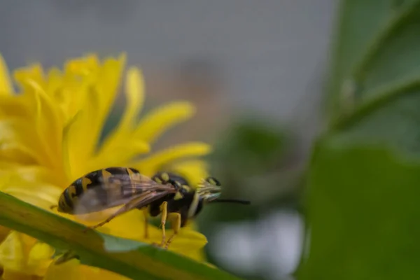 Macro of a wasp bee on a yellow chrysanthemum flower. — Stock Photo, Image