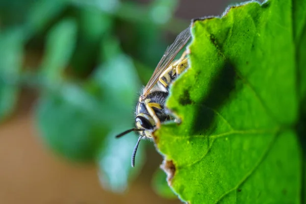 Macro of a wasp bee on a green leaf. — Stock Photo, Image