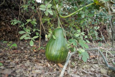 Büyük yeşil balkabağı yerde bir mutfak bahçesinde yetişir..
