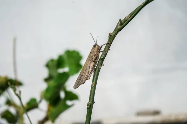 Meadow Grasshopper o Chorthippus paralelus con vista lateral . — Foto de Stock