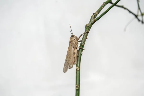Meadow Grasshopper vagy Chorthippus parallelus oldalnézetben. — Stock Fotó