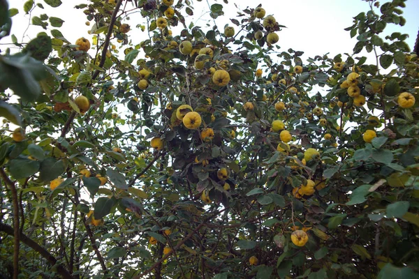 Árbol de membrillo. Grupo de membrillos amarillos en un árbol en otoño . — Foto de Stock
