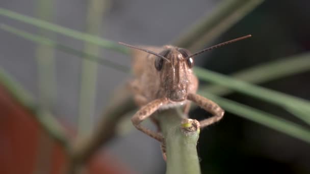 Brown Grasshopper on a stick. Extreme close up macro shot. — Stock Video
