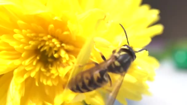 Bumblebee σε ένα πράσινο φύλλο. Extreme κοντινό πλάνο macro. — Αρχείο Βίντεο