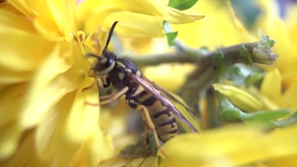 Hommel op een groen blad. Extreme close-up macro shot. — Stockvideo