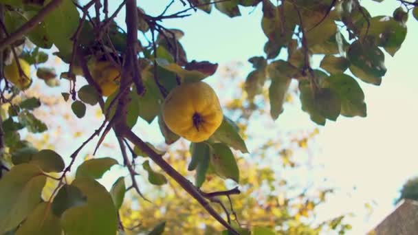 Quince en el árbol con hoja verde. Temporada de otoño . — Vídeo de stock