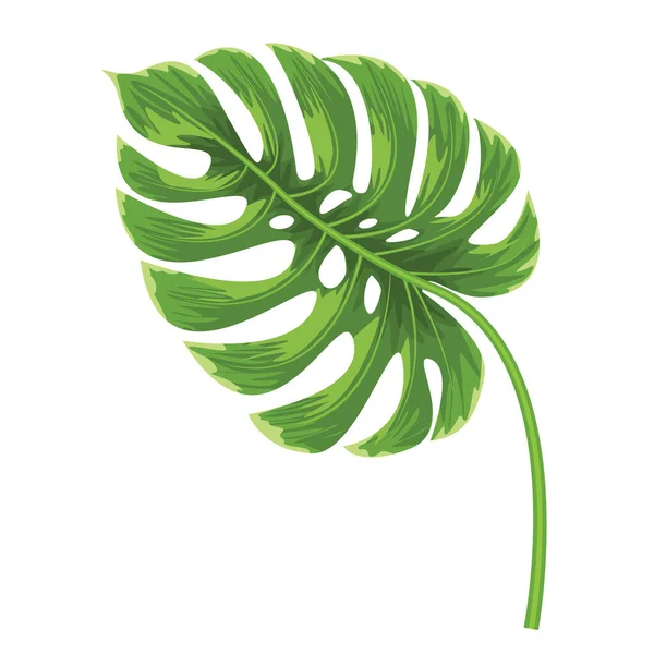 Folha exótica tropical de árvore monstera com estilo aquarela. Estilo de cor plana Vector Ilustração . — Vetor de Stock