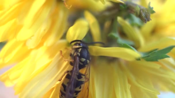 Hommel op een groen blad. Extreme close-up macro shot. — Stockvideo