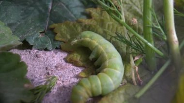 Papilio machaon 'un Yeşil Tırtıl' ı tırtıl olarak son günlerine yaklaşıyor..