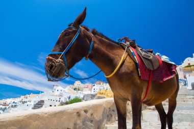 Santorini'de eşek taksiler