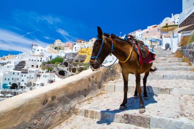 Santorini'de eşek taksiler