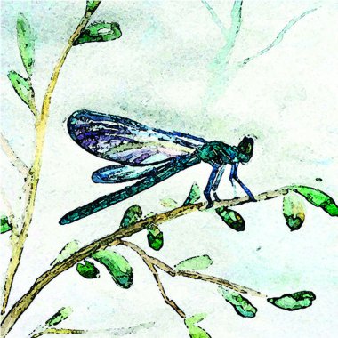 Yusufçuk boya, sulu boya resim 