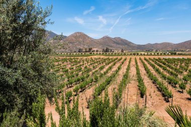 Vineyard in a Valley in Ensenada, Mexico clipart