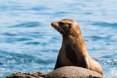 Kaya, La Jolla, Kaliforniya dinlenme Kaliforniya deniz aslanı