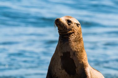 Mavi okyanus arka plan ile Kaliforniya deniz aslan