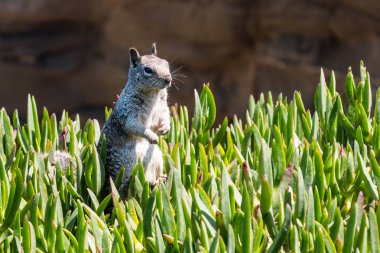 California yere buz fabrikasında ayakta sincap