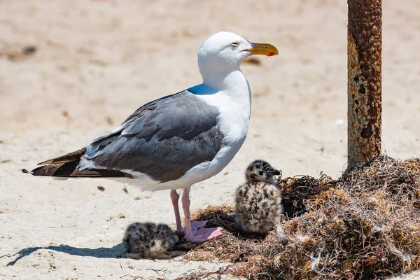 Mouette de l'Ouest avec deux poussins tachetés sur un nid — Photo