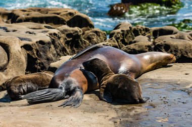 Erkek Kaliforniya deniz aslanı iki Hemşirelik Pups ile uyku