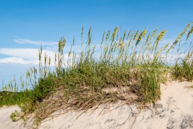 Coquina Beach kumulları ve Nags Head Beach çim