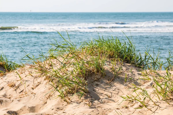 Hierba de playa en las dunas de Virginia Beach con fondo marino —  Fotos de Stock