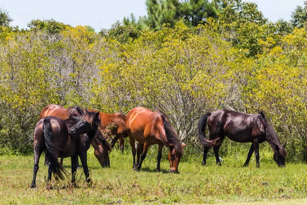 Corolla, NC Vahşi atlar dış bankalar sürüsü