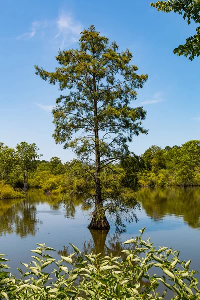 Crecimiento de cipreses calvos en humedales en el lago Stumpy — Foto de Stock