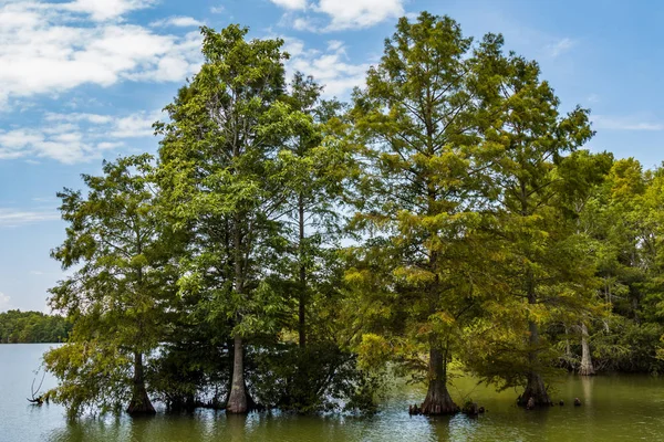 Árboles de ciprés calvos en Stumpy Lake en Virginia Beach — Foto de Stock