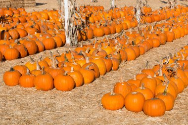 Kabak kabak yama satışa satırlardaki