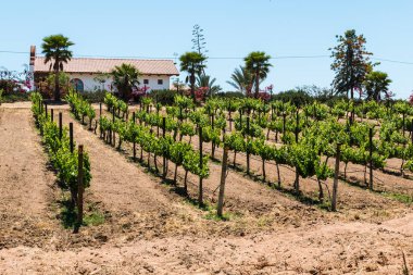 Ensenada, Meksika - 3 Mayıs 2017: Adobe Guadalupe şaraphane ve Baja California'nın Valle de Guadalupe, El Porvenir town yakınındaki handa mahzeninde binada.