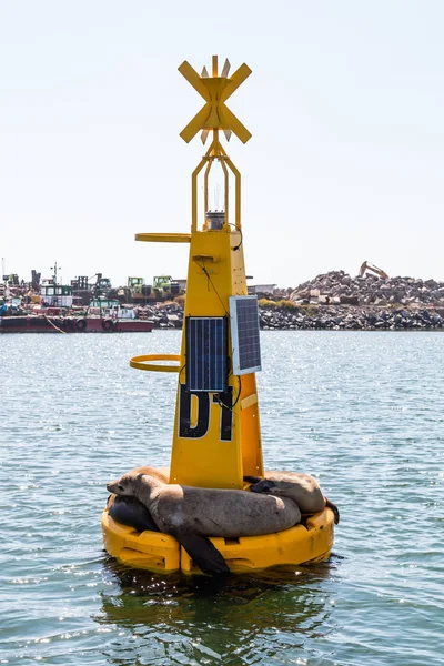 Žluté Bóje Vztahuje Opalování Lachtani Přístavu Ensenada Baja California Mexiko — Stock fotografie