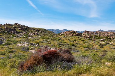 Anza-Borrego Çölü State Park, Colorado çölde Doğu San Diego County Güney California'nın içinde yer alan bir devlet parkı.