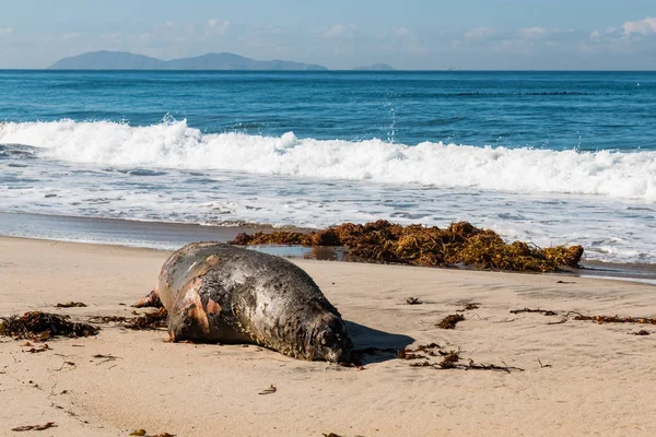 A dead sea lion on the beach at Border Field State Park, near the international border wall between San Diego, California and Tijuana, Mexico, with the Coronado Islands in the distance.