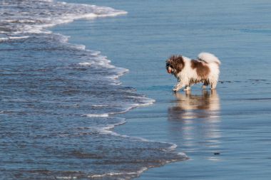 Bir küçük, uzun-kıl köpek doğurmak köpek Beach San Diego, Kaliforniya.