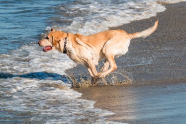 San Diego, Kaliforniya'da köpek Plajı'nda büyük bir Golden Labrador geri almak.