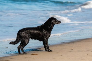 San Diego, Kaliforniya'da köpek plajda ıslak bir siyah Labrador geri almak.