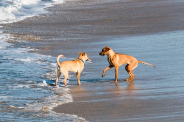 İki köpekler birbirlerine San Diego, Kaliforniya'da köpek plajda selamlıyorum.