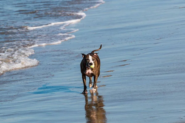 A mixed breed brindle dog with a ball in its mouth at Dog Beach in San Diego, California.