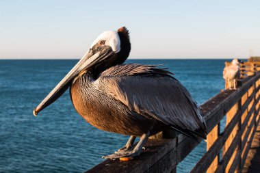 San Diego, Kaliforniya'da şafakta Oceanside iskelede bir California kahverengi Pelikan (Pelecanus occidentalis californicus).