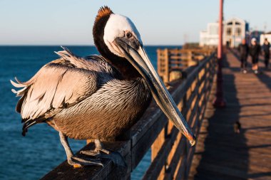 Oceanside iskele San Diego, Kaliforniya'da korkuluk üzerinde bir California kahverengi Pelikan (Pelecanus occidentalis californicus) yan görünüm.