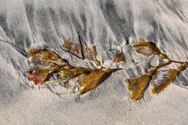Dev kelp (Macrocystis pyrifera), Encinitas, California sahilinde yırtık bir parçası.