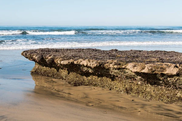 加利福尼亚恩西尼塔斯的海滩上 一个岩石礁被藤壶覆盖的特写图 — 图库照片