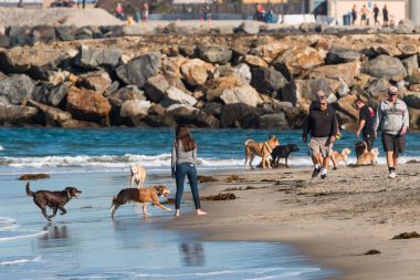 San Diego, California/Amerika Birleşik Devletleri - 03 Şubat 2018: sahiplerinin köpek Beach, ilk resmi kira kontratı-Alerjik plajlardan ABD izlerken köpekler plajda ücretsiz çalıştırmak.
