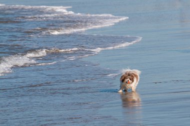 San Diego, Kaliforniya'da köpek Plajı'nda ağzında bir top tutan bir küçük, uzun-kıl köpek doğurmak.