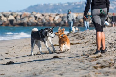 San Diego, California/Amerika Birleşik Devletleri - 19 Şubat 2018: Bir dış yapraklar ve Corgi köpek Beach, ilk resmi kira kontratı-Alerjik plajlardan ABD'de endişe ile bir araya bir Afrikalı-Amerikalı kadın saatler.