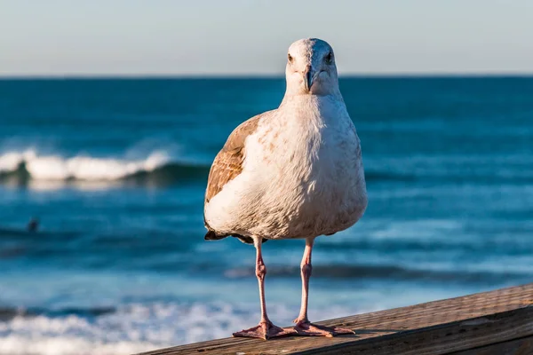 Une Mouette Californienne Larus Californicus Dresse Sur Quai Pêche Oceanside — Photo