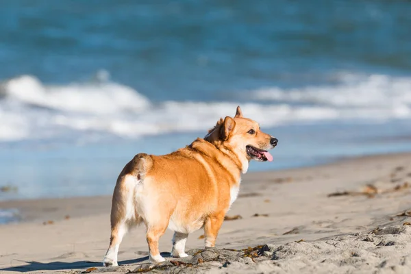 Pembroke Welsh Corgi Olhando Para Distância Dog Beach Ocean Beach — Fotografia de Stock