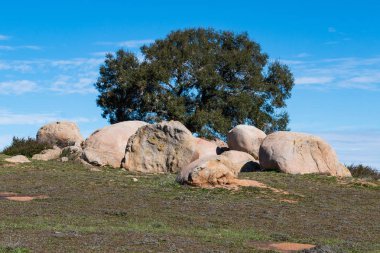 Kayalar Ramona otlaklar korumak San Diego, Kaliforniya'da bir ağaca surround.
