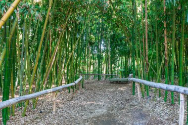 Bir ahşap Bank bir bambu ormandaki bir kir yolla.  